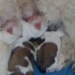 las cachorritas de mi duqueza